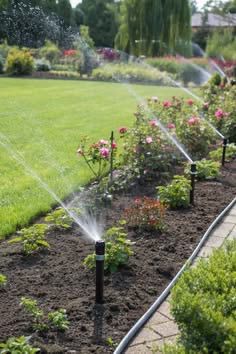 Sprinkler irrigation line along tulip garden